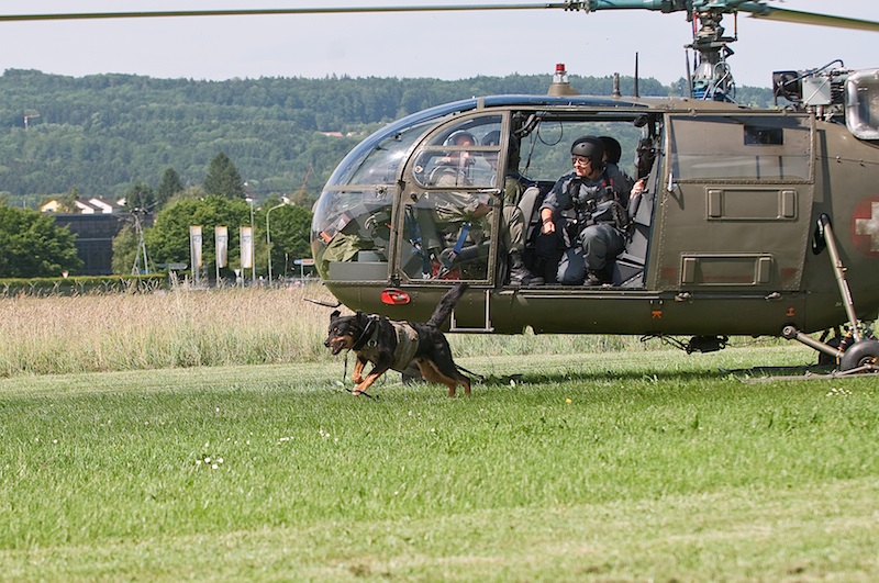 Filou Royal Beauceron Suisse