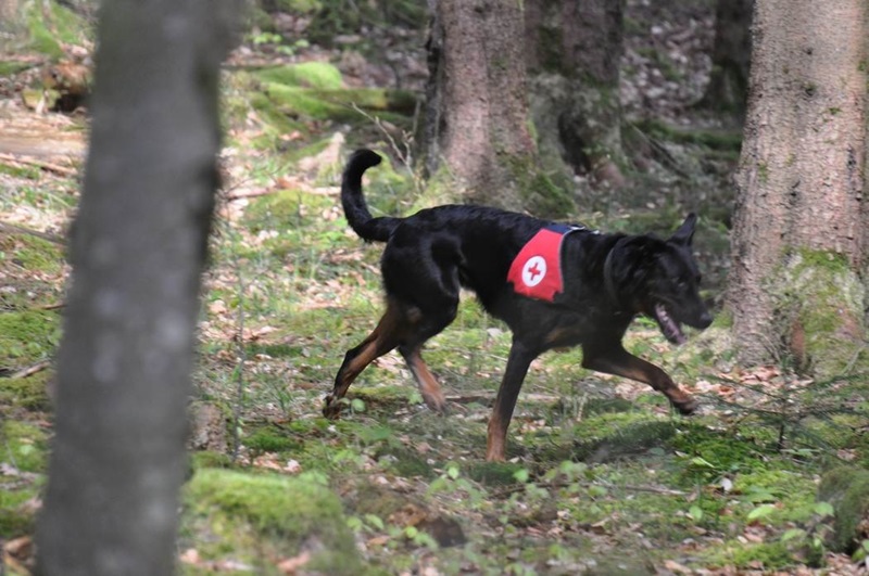 Filou Royal Beauceron Suisse Beauceron-Zucht schweiz