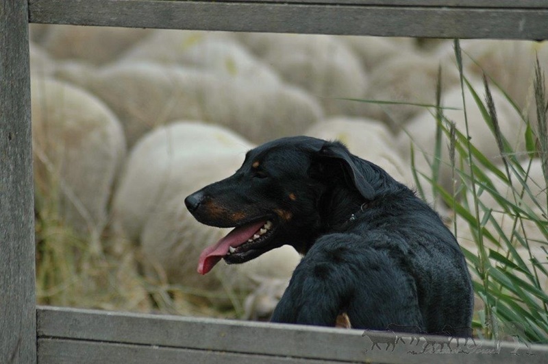 Filou Royal Beauceron Suisse