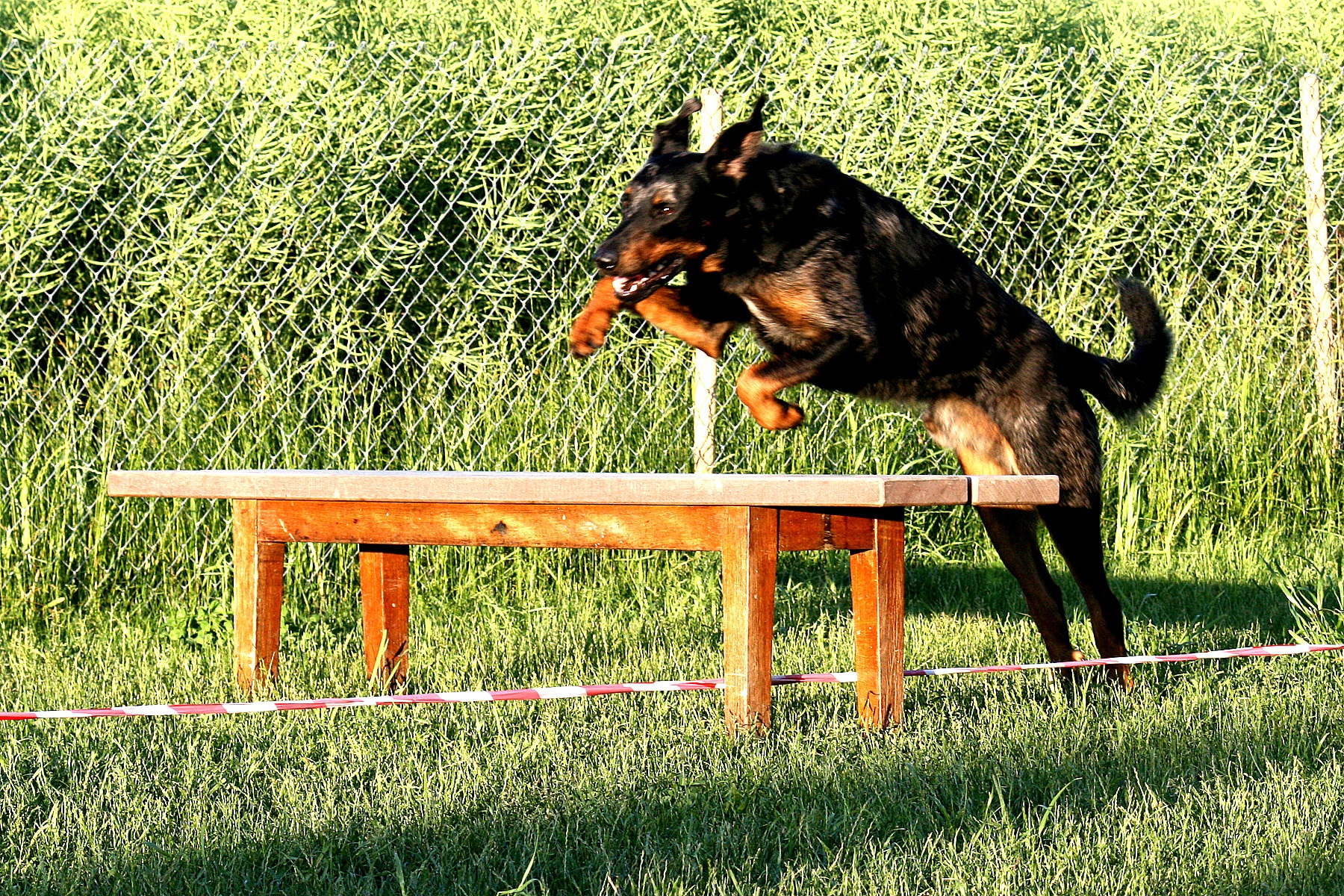 aktuelle Informationen  Filou Royal Beauceron Suisse