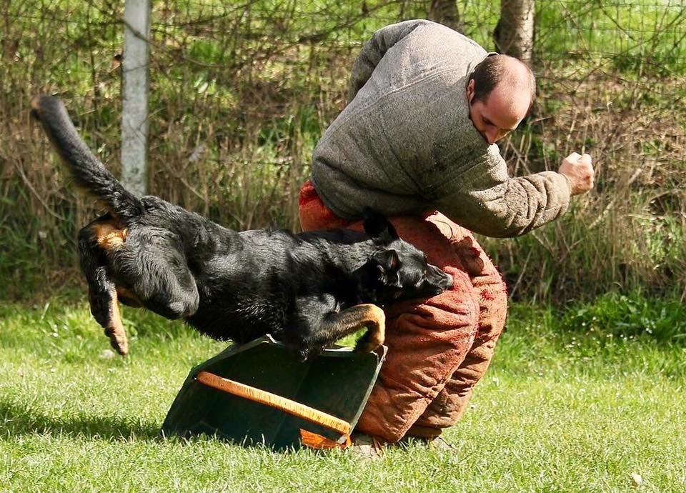 Filou Royal Beauceron Suisse