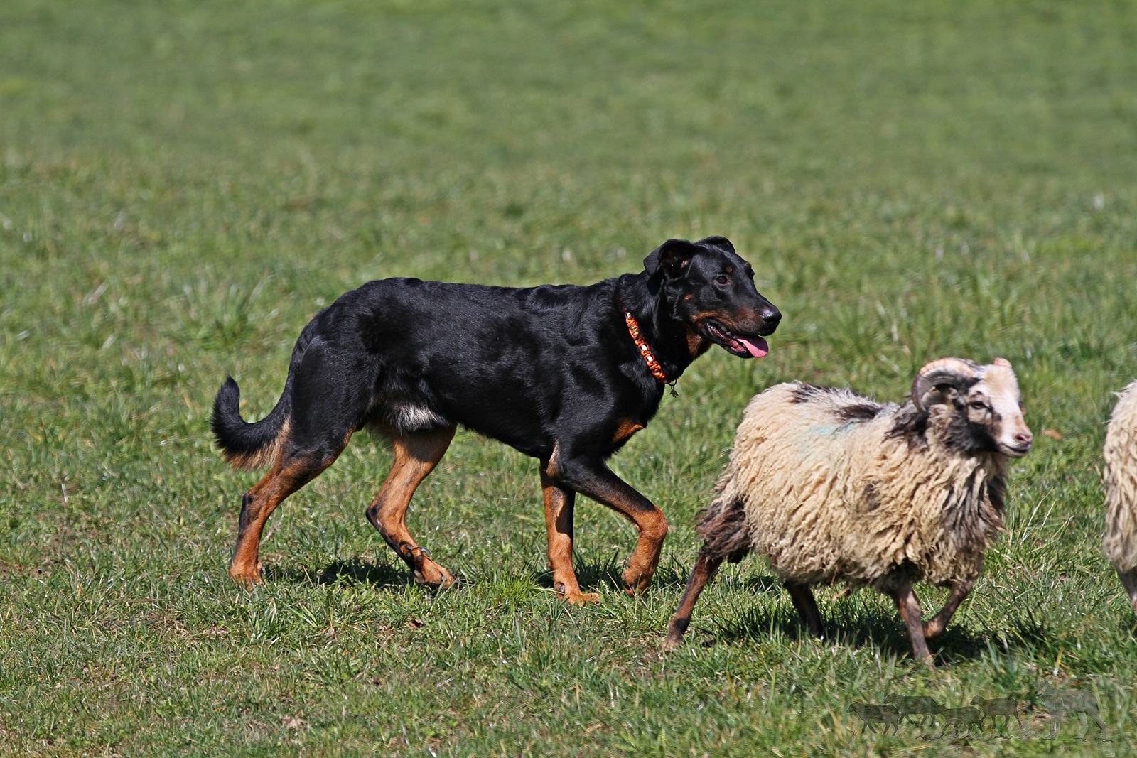 Filou Royal Beauceron Suisse